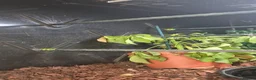 Python Snake reptiles for sale: 1 x Male & 1 x female Green Tree Python - Advert 13