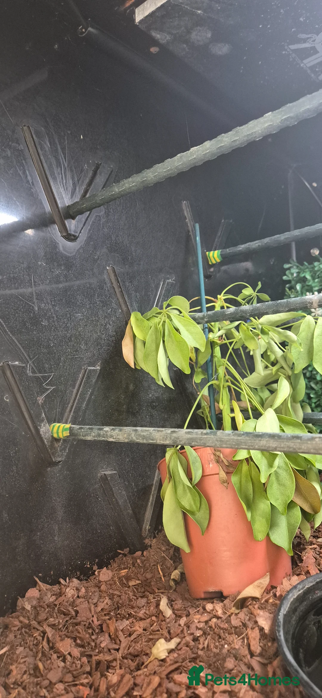 Python Snake reptiles for sale: 1 x Male & 1 x female Green Tree Python - Advert 13
