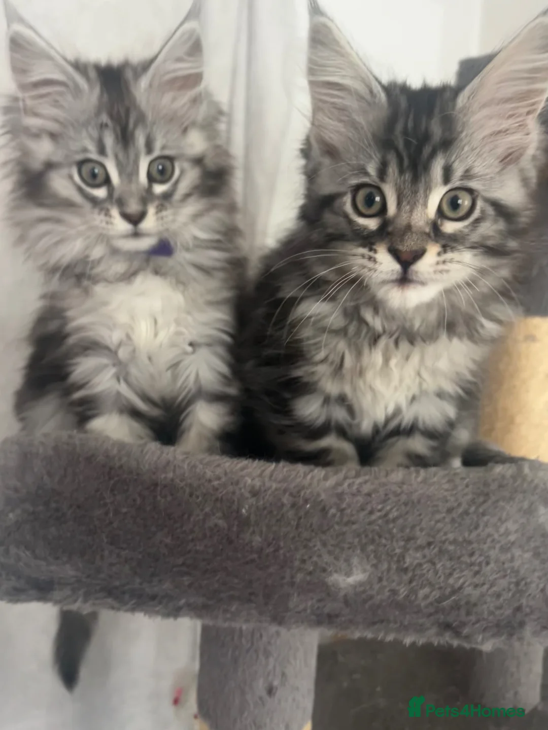 Maine Coon cats for sale: Last Maine coon girl left ready to leave 🩷 - Advert 2