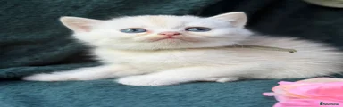 British Shorthair 2