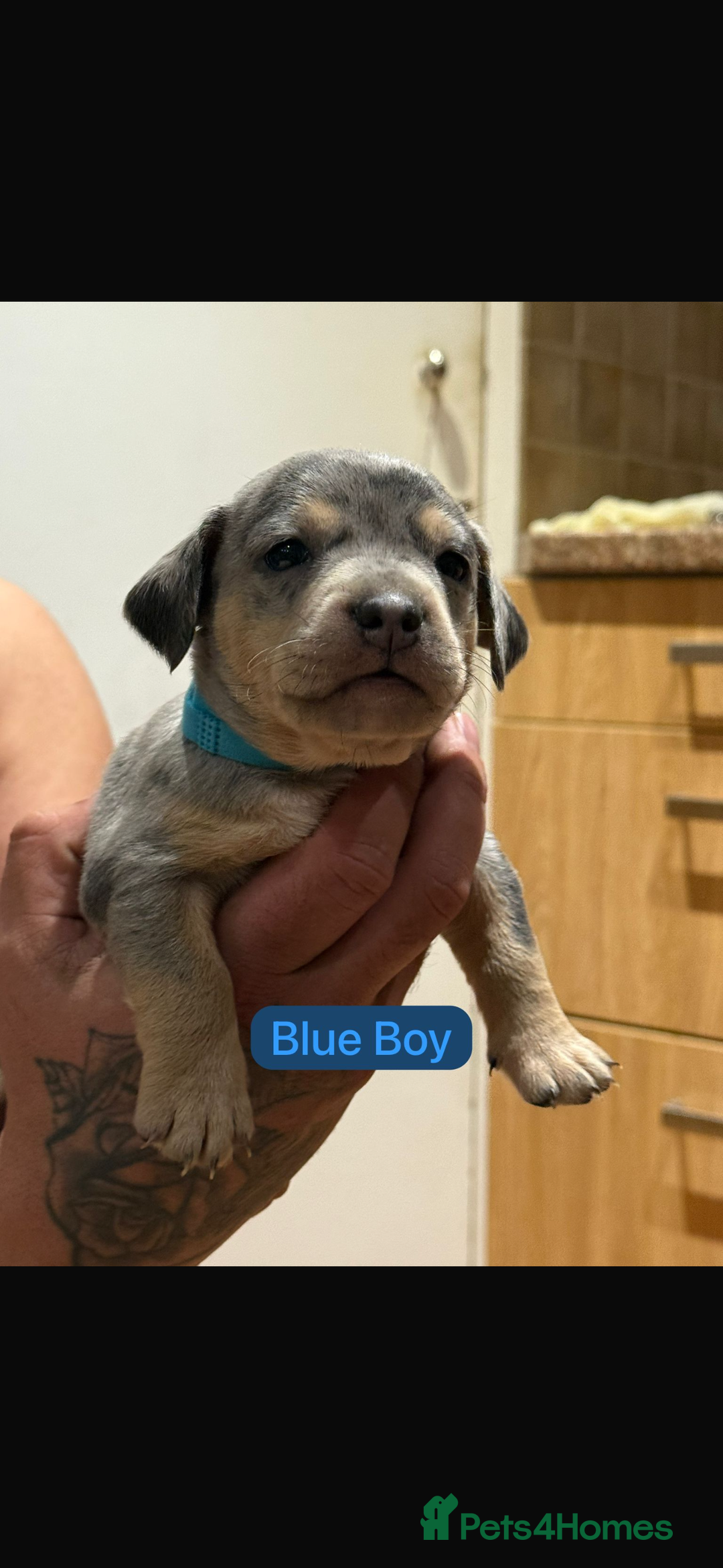 Mixed Breed dogs for sale: 🐾 Beautiful French Bull Weiners 🐾  - Advert 11