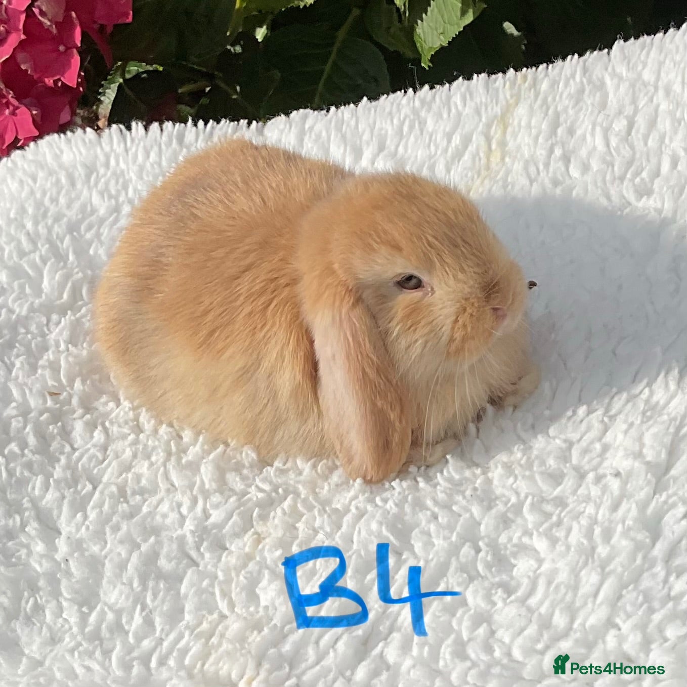 Mini Lop rabbits Pure bred mini lops baby rabbits . - Advert 2