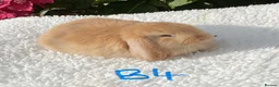 Mini Lop rabbits for sale: Pure bred mini lops baby rabbits . - Advert 6