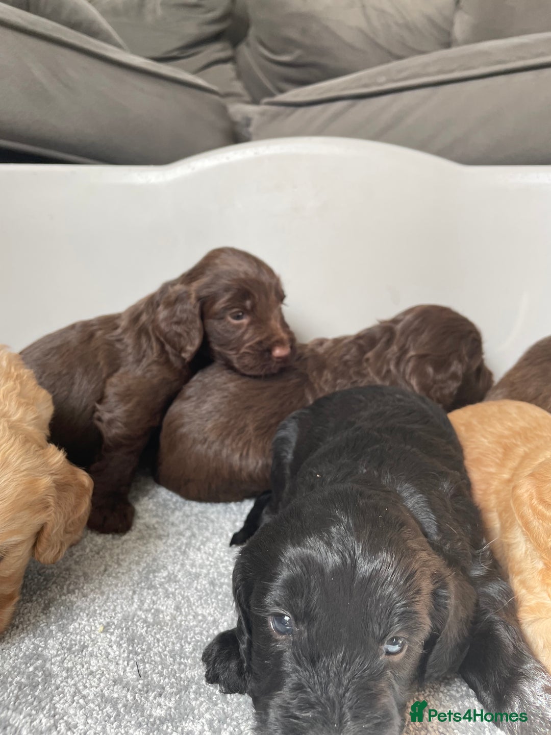 Cockapoo dogs for sale: F1 cockapoo p,r.a clear test - Image 26