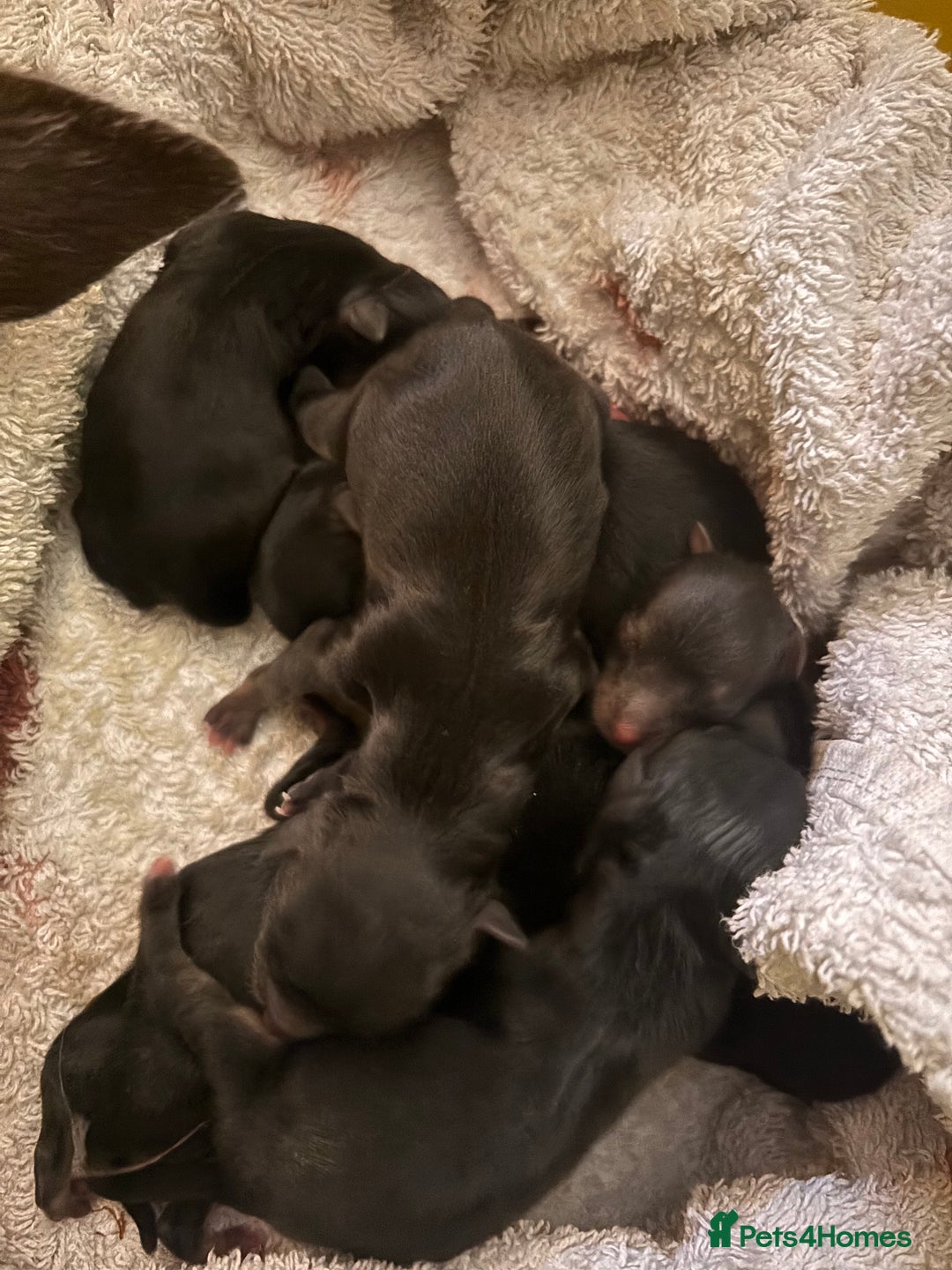 Mixed Breed dogs for sale: Jackawawa puppies  - Image 5