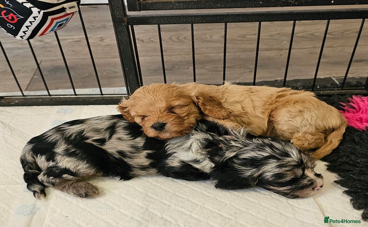 Cavapoo dogs - Advert 1