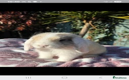 Mini Lop rabbits for sale: Blue harl split mini lop doe - Image 3