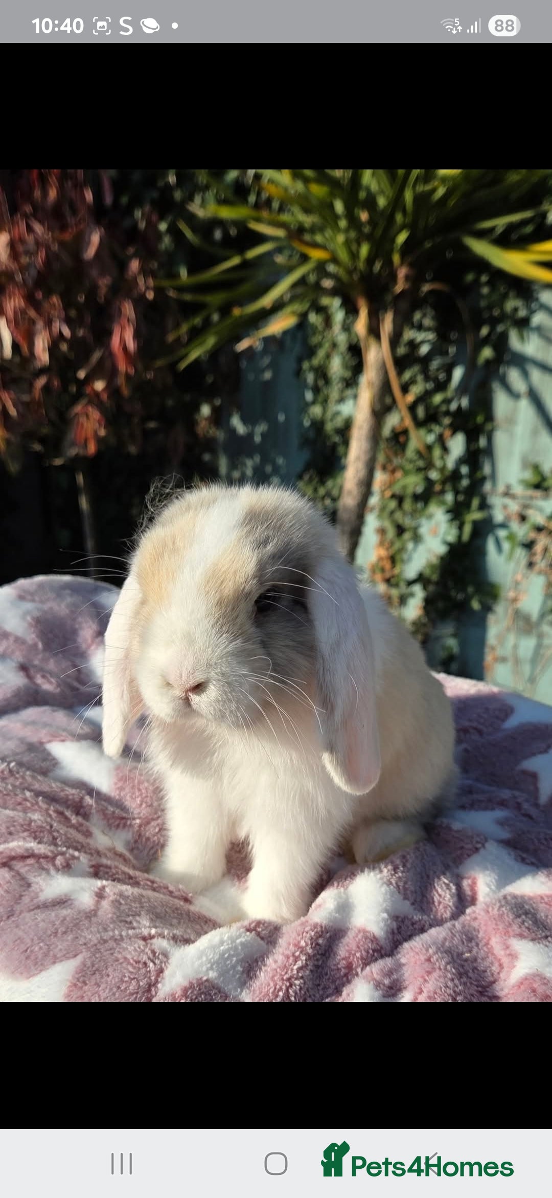 Mini Lop rabbits for sale: Blue harl split mini lop doe - Image 3