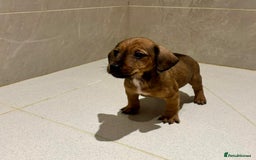 Dachshund dogs for sale: Dachshund Puppies - Image 17