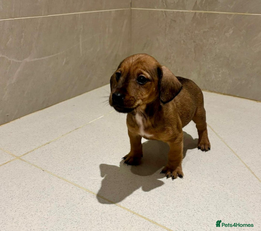 Dachshund dogs for sale: Dachshund Puppies - Image 17