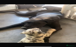 Mixed Breed dogs for sale: Italian Daniff Pups  - Image 3