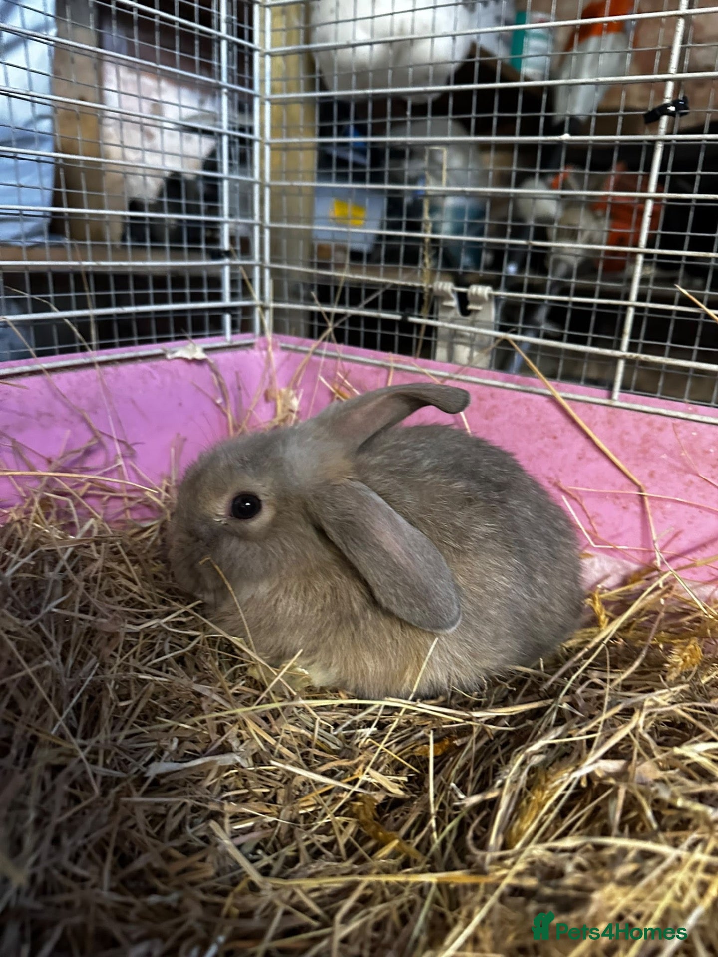 Mini Lop rabbits Rabbits for sale mini lop - Advert 4
