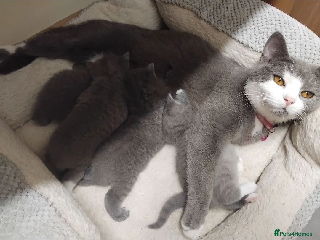 British Shorthair cats for sale: High quality BSH kittens available  - Advert 6
