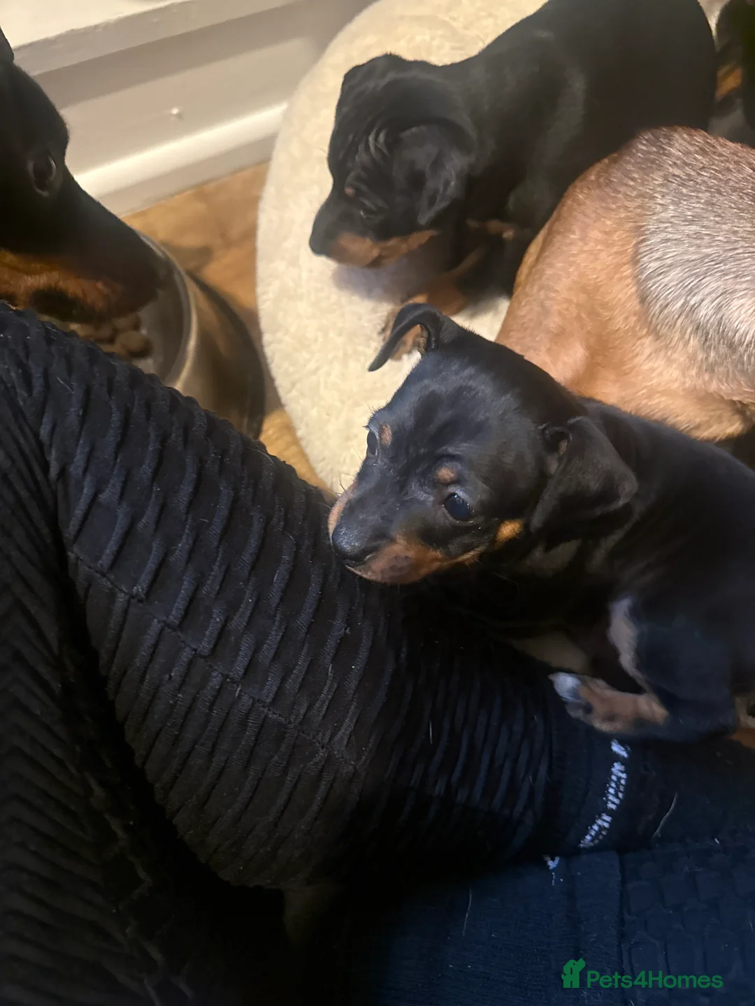 Miniature Pinscher dogs for sale: Female puppies for sale - Advert 4