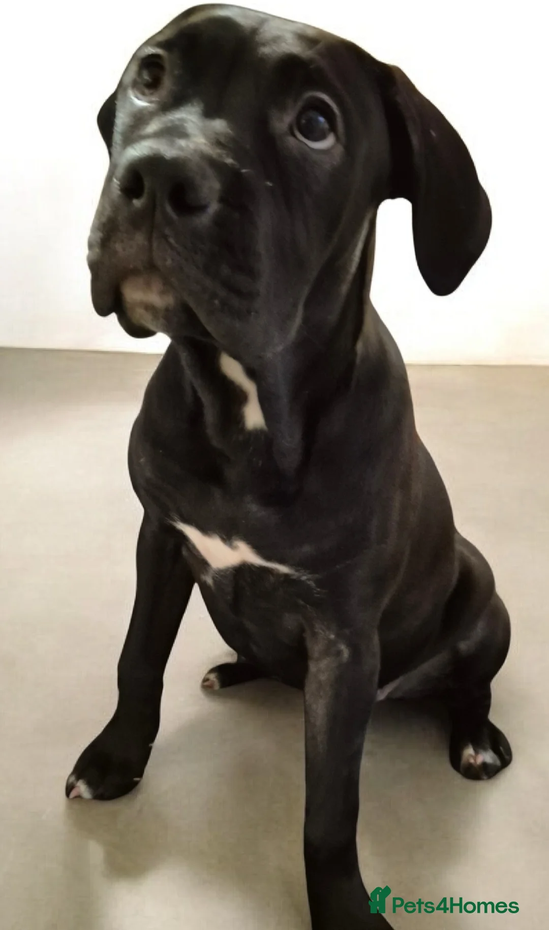 Mixed Breed dogs for sale: Bullmastiff Cross Puppies  - Advert 5