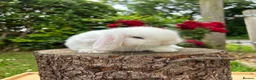 Mini Lop rabbits for sale: ⭐ FRIENDLY BABY MINI LOPS ⭐  - Advert 3