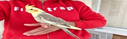 Cockatiels birds for sale: Hand tamed Cockatiels  - Advert 3