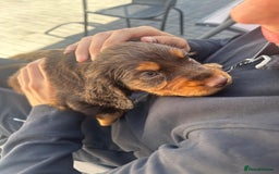 Cocker Spaniel dogs for sale: Re-homing our cocker spaniel puppy - Image 4