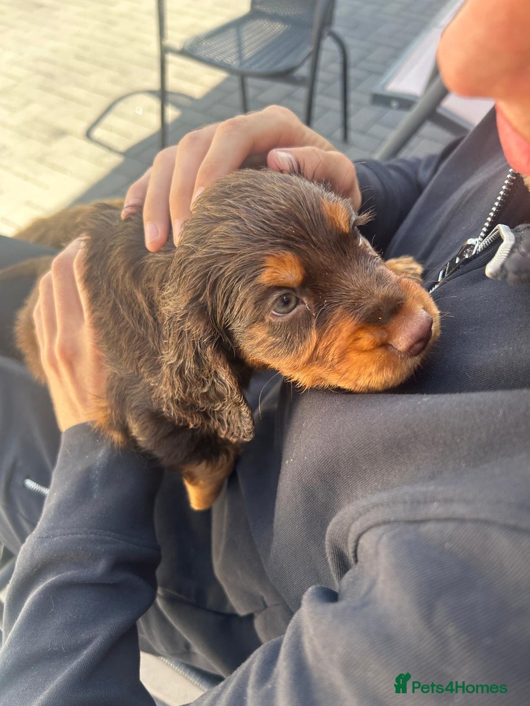 Cocker Spaniel dogs for sale: Re-homing our cocker spaniel puppy - Image 4