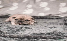 French Bulldog dogs for sale: French Bulldogs - Image 8