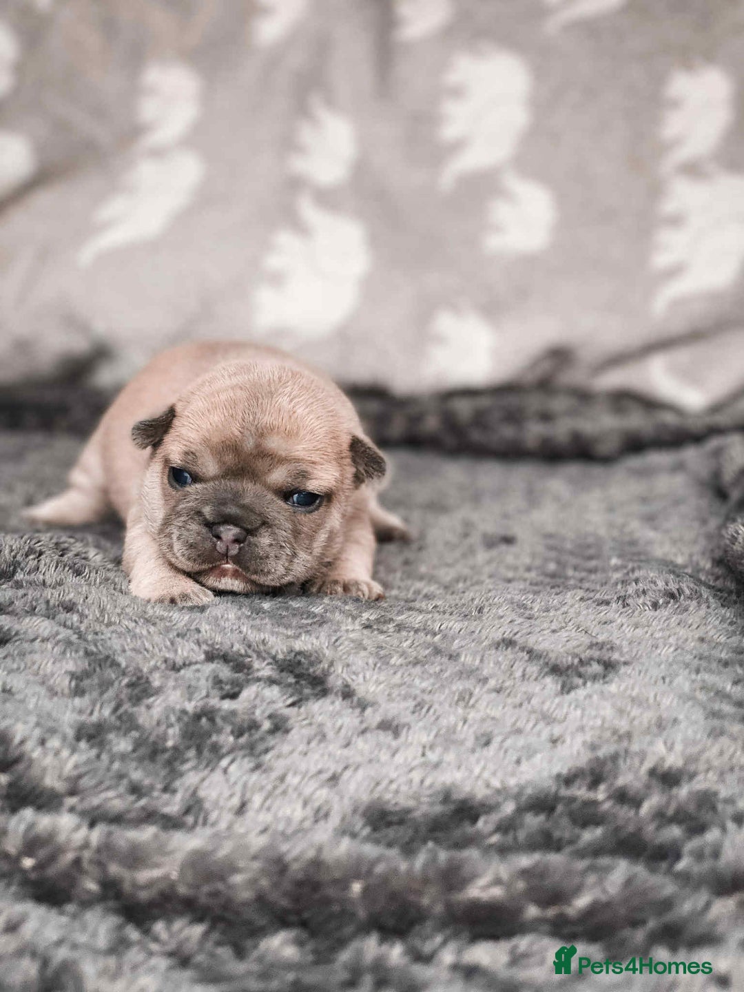 French Bulldog dogs for sale: French Bulldogs - Image 8