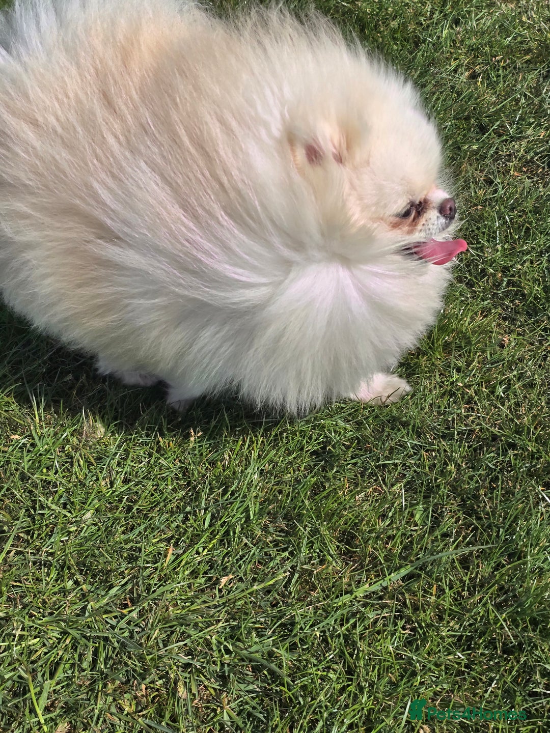Pomeranian dogs for stud: BEAUTIFUL KC REG.KOREAN POM.BOY OPEN FOR STUD💙 in Bolton - Advert 21