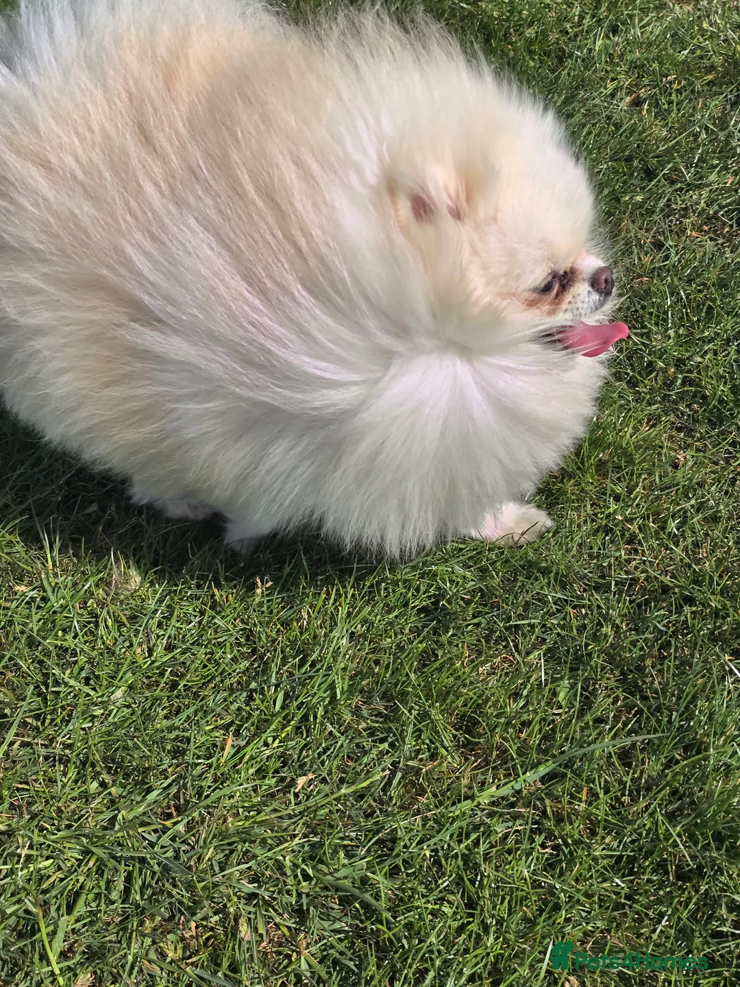 Pomeranian dogs for stud: BEAUTIFUL KC REG.KOREAN POM.BOY OPEN FOR STUD💙 in Bolton - Advert 21