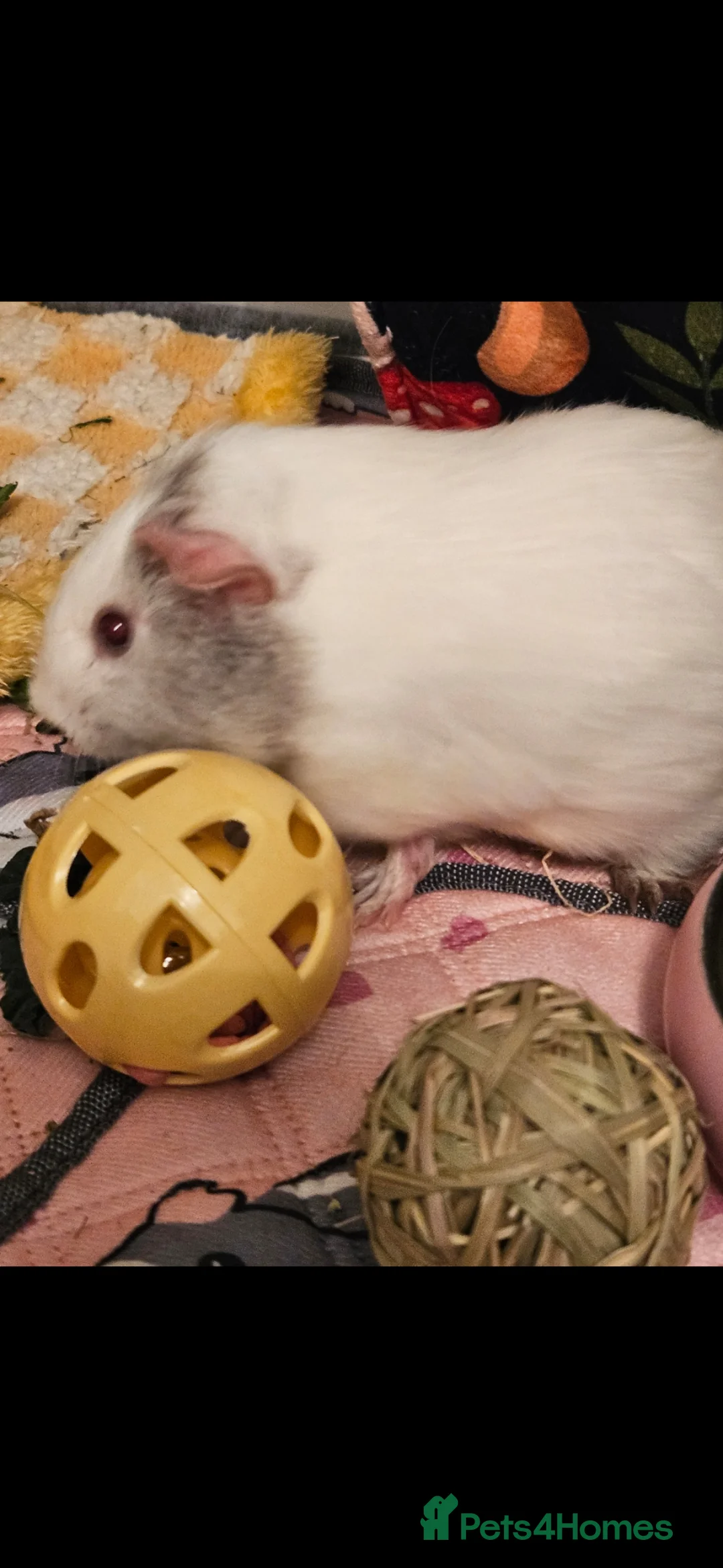 Guinea Pig rodents for sale: Two female paired guinea pigs  in Castleford - Advert 2