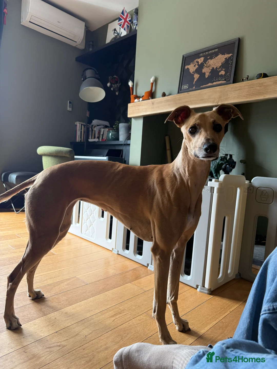 Mixed Breed dogs for sale: Lillie  - Advert 1