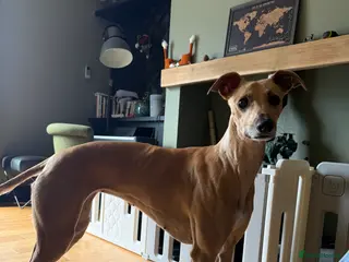 Mixed Breed dogs Lillie - Advert 1