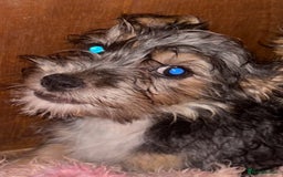 Mixed Breed dogs for sale: Jack Russel x Yorkshire Terrier  - Image 6