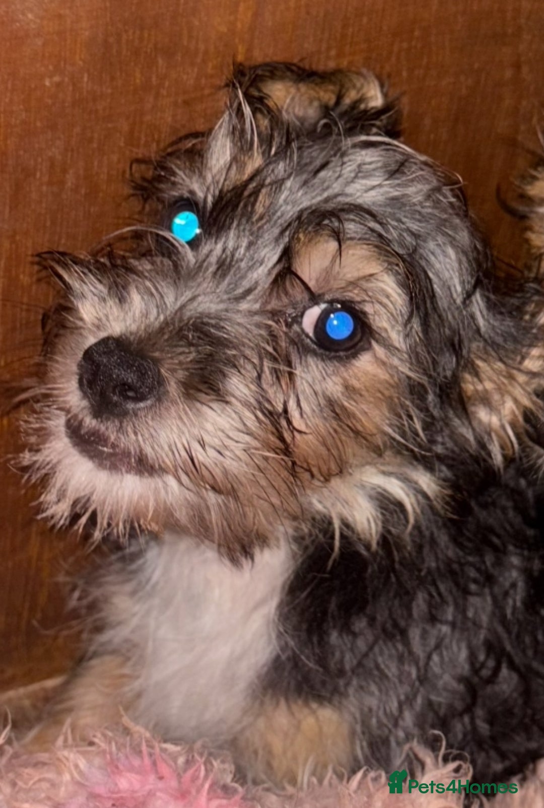 Mixed Breed dogs for sale: Jack Russel x Yorkshire Terrier  - Image 6