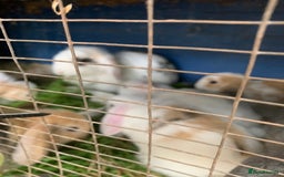Mini Lop rabbits for sale: mini lop babies - Image 5