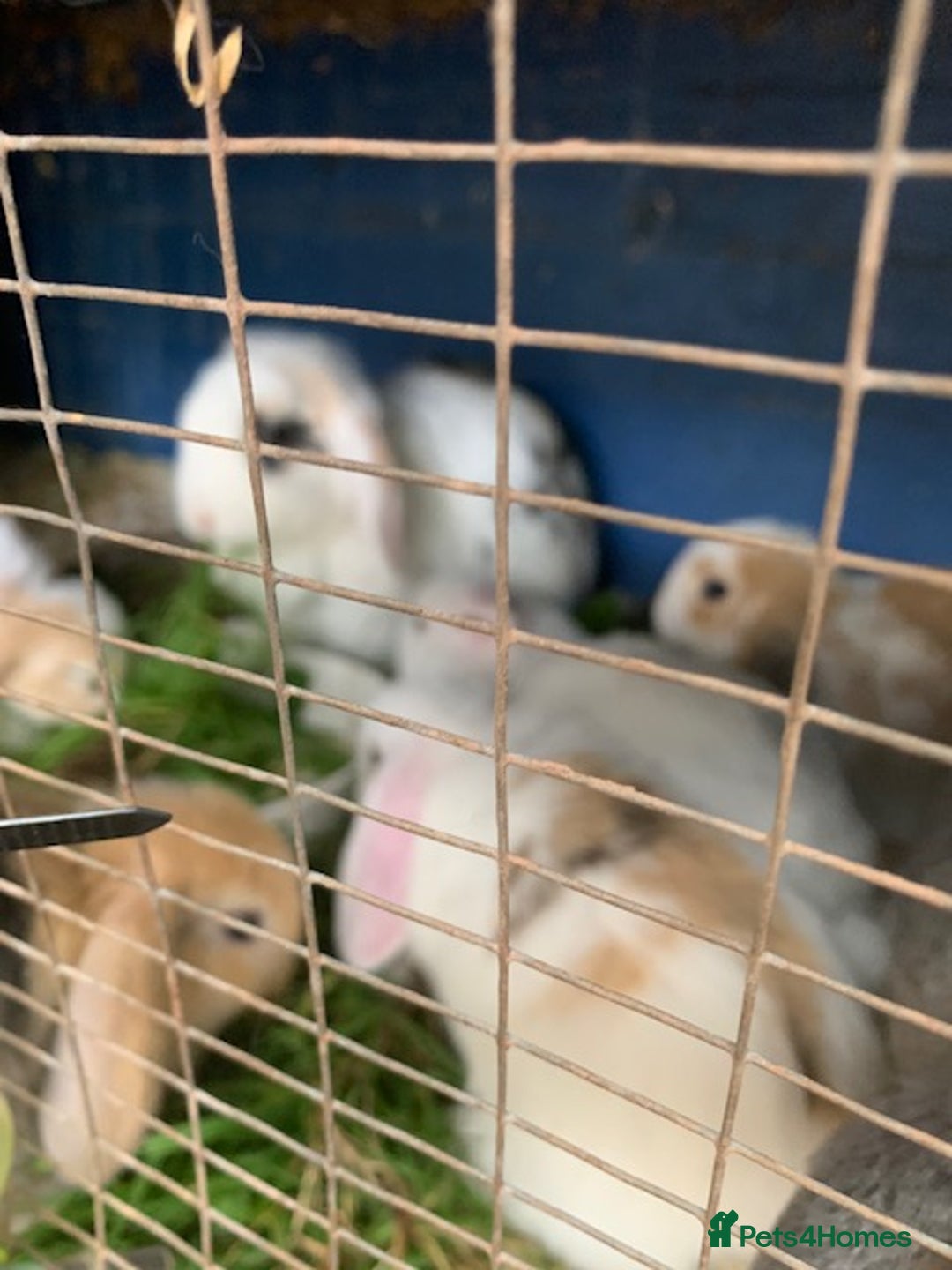 Mini Lop rabbits for sale: mini lop babies - Image 5