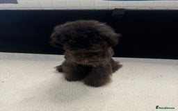 Toy Poodle dogs for sale: 16 Month Old Asian Toy Poodle - Image 6