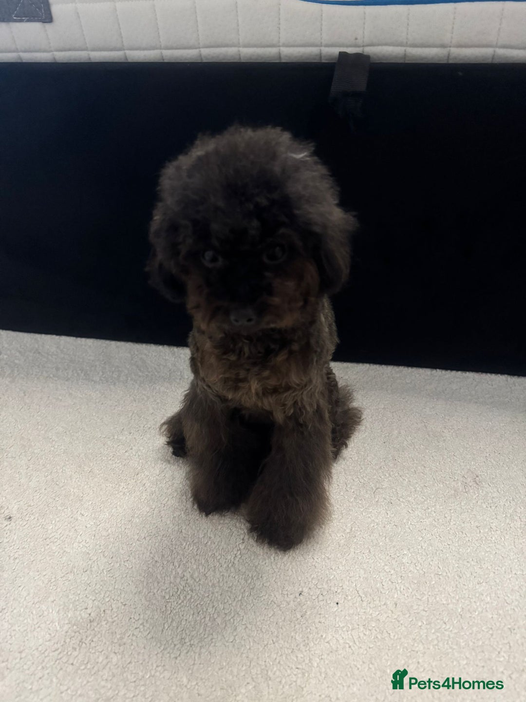 Toy Poodle dogs for sale: 16 Month Old Asian Toy Poodle - Image 6
