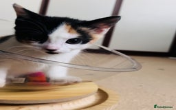 Domestic Shorthair cats for sale: 6 playful kittens for rehoming - Image 3