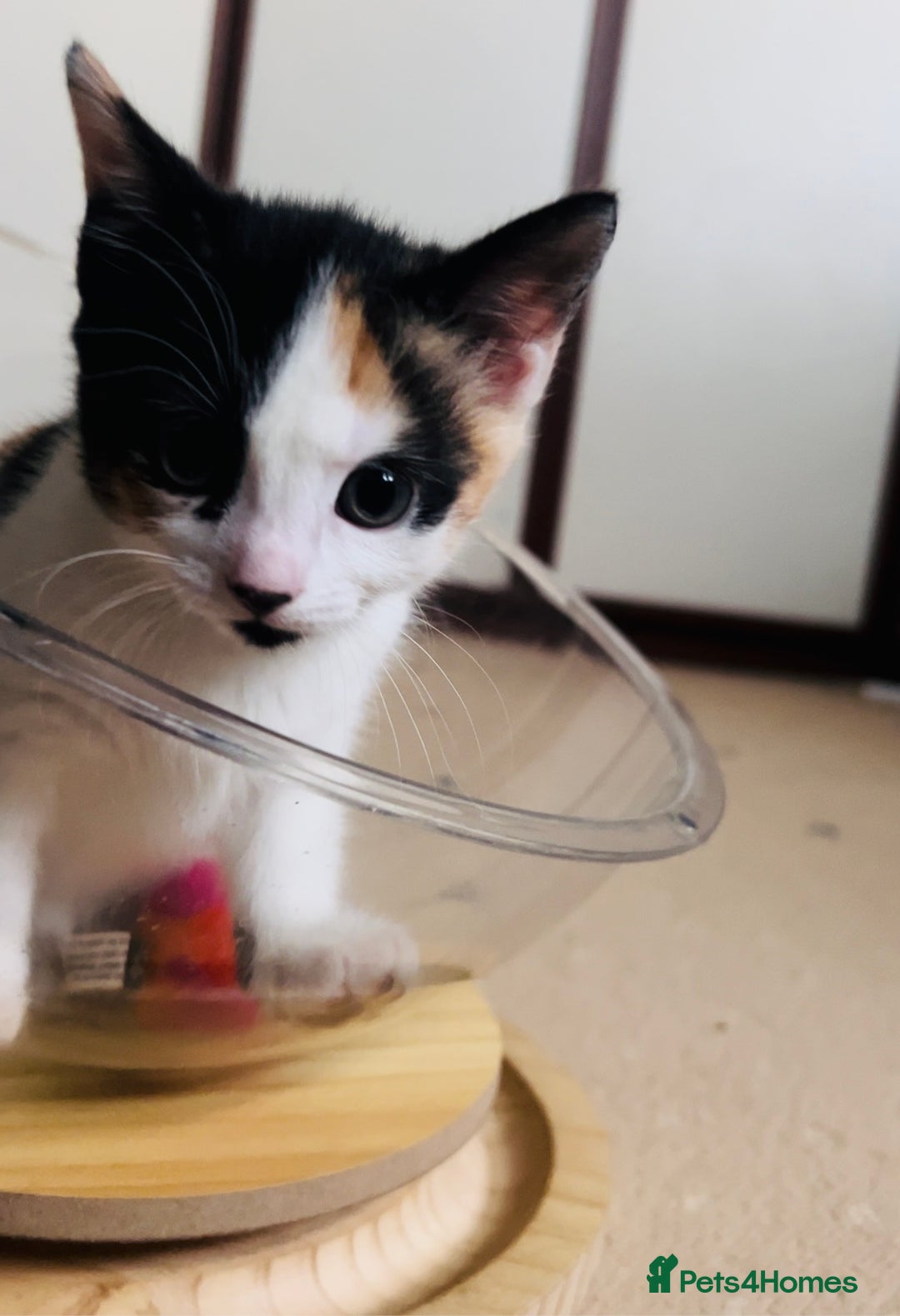 Domestic Shorthair cats for sale: 6 playful kittens for rehoming - Image 3