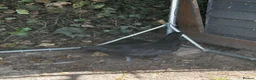 Chickens poultry for sale: 2 ayam cemani hens - Advert 6
