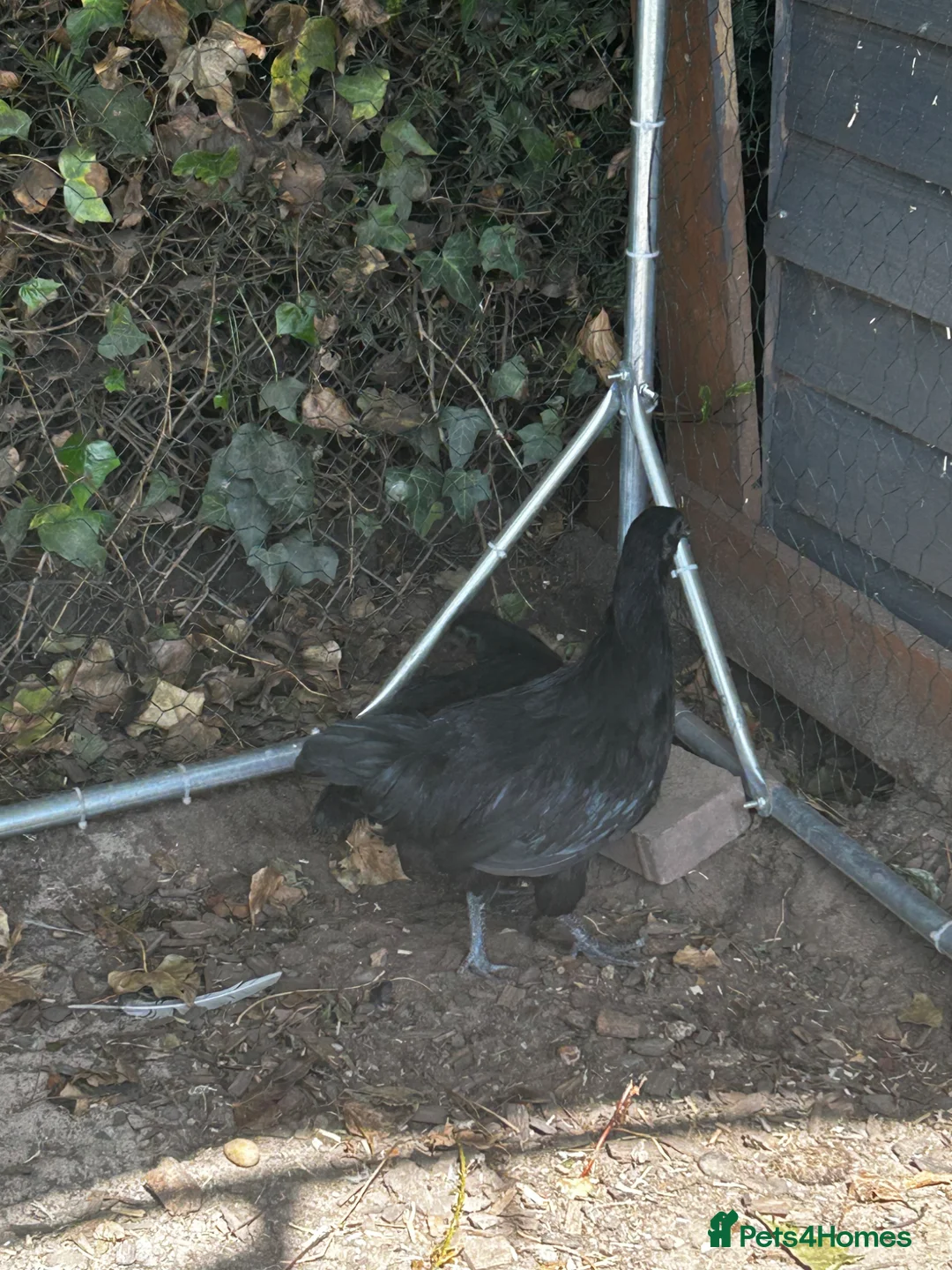 Chickens poultry for sale: 2 ayam cemani hens - Advert 6
