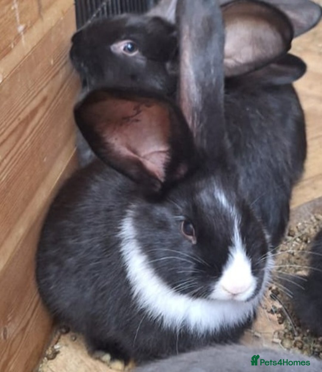 Continental Giant rabbits for sale: 1 x BUCK Continental Giant - Image 2