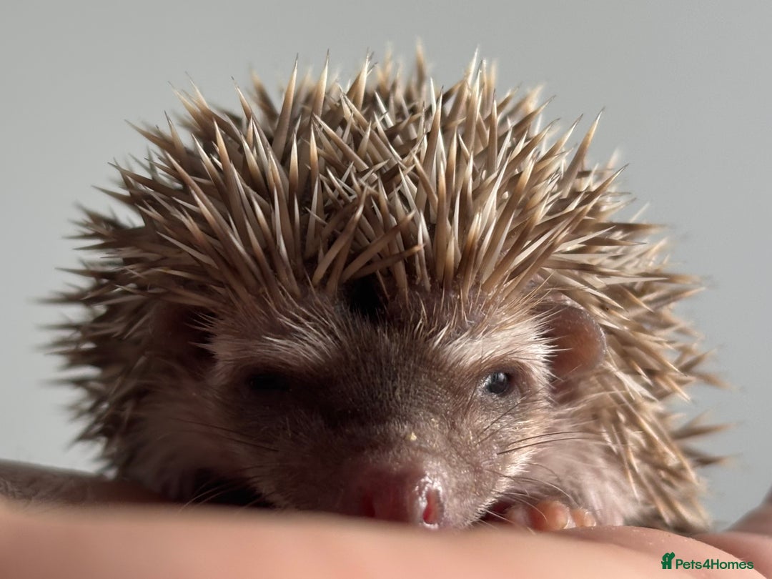 Pygmy Hedgehog rodents for sale: Ethically Bred African Pygmy Hedgehog 2 girls  - Advert 10