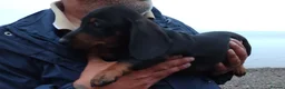 Miniature Dachshund dogs for sale: 4 dachshund puppies very cute  - Advert 13