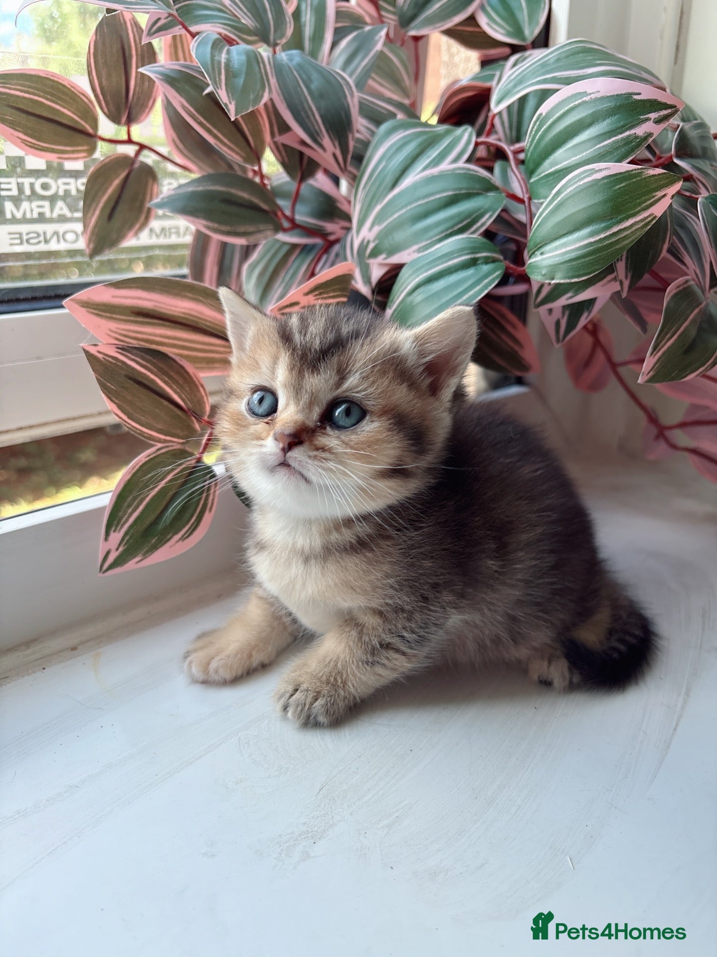 British Shorthair cats British shorthair golden shaded - Advert 1