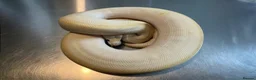 Python Snake reptiles for sale: 4 ball python for sale in Edinburgh - Advert 3