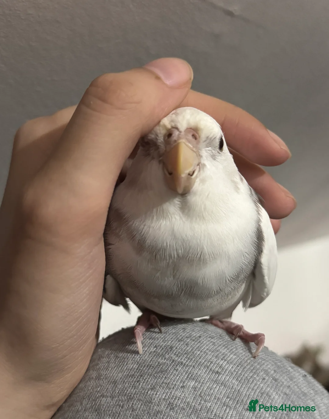 Cockatiels birds for sale: Hand-reared Silly Male Cockatiel Needing Rehoming in Rotherham - Advert 4