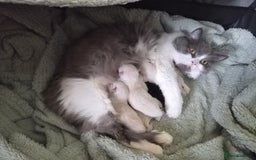 Mixed Breed cats for sale: One little kitten left to pick from - Image 6