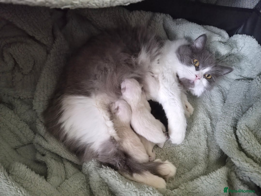 Mixed Breed cats for sale: One little kitten left to pick from - Image 6