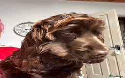 Cocker Spaniel dogs for sale: 6 month old female English show cocker spaniel - Image 8