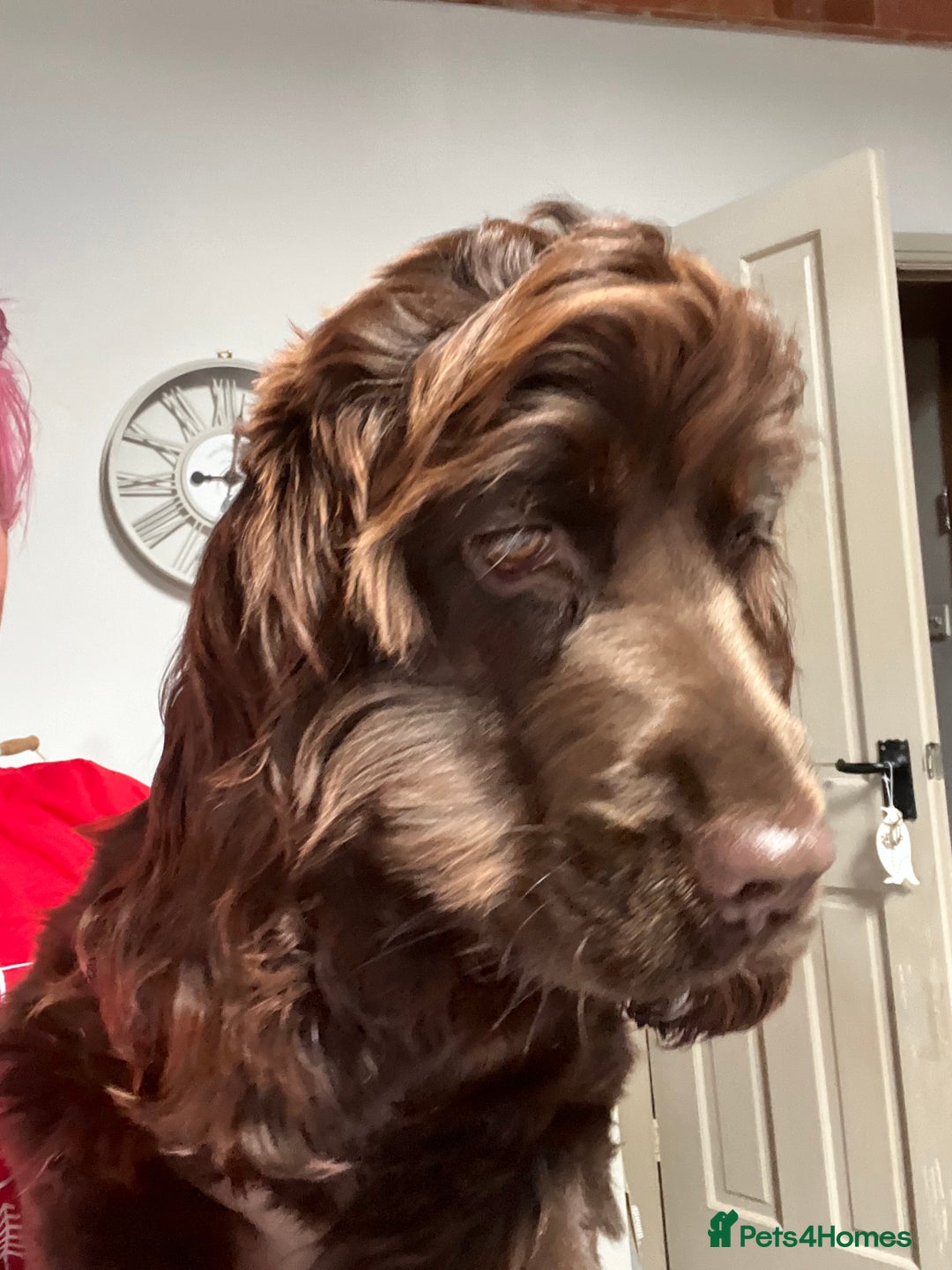 Cocker Spaniel dogs for sale: 6 month old female English show cocker spaniel - Image 8